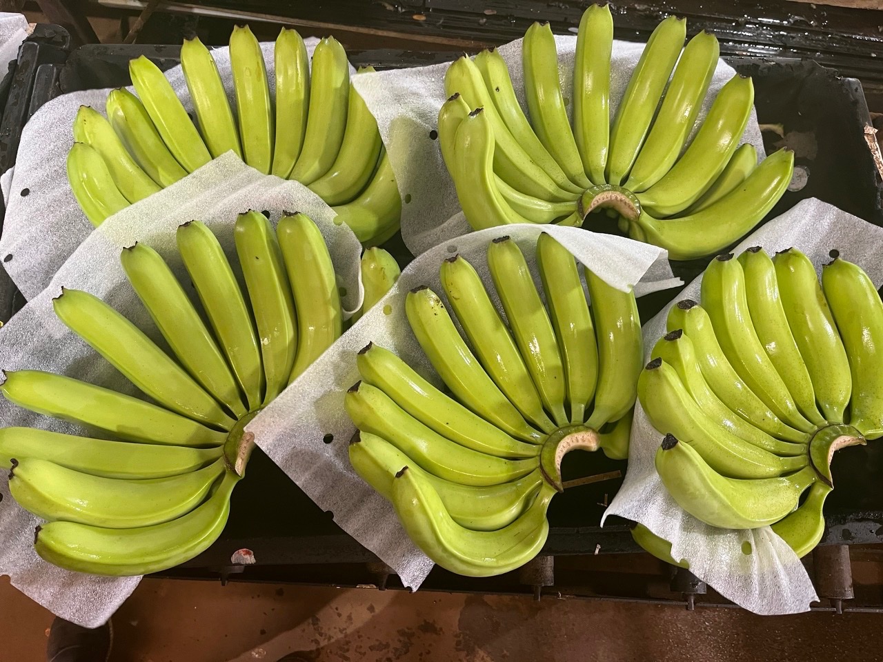 Banana fresh